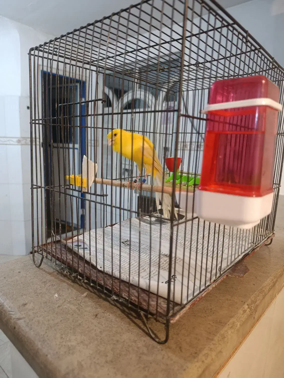 قناری ماده رسمی بلند2025|پرنده|رباط‌کریم, مسکن مهر آبشناسان|دیوار