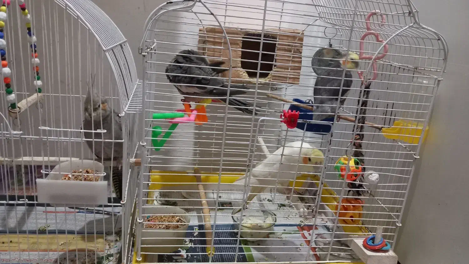 یک جفت عروس هلندی بادوتاجوجه 2ساله و2ماهه|پرنده|آستانه اشرفیه, |دیوار