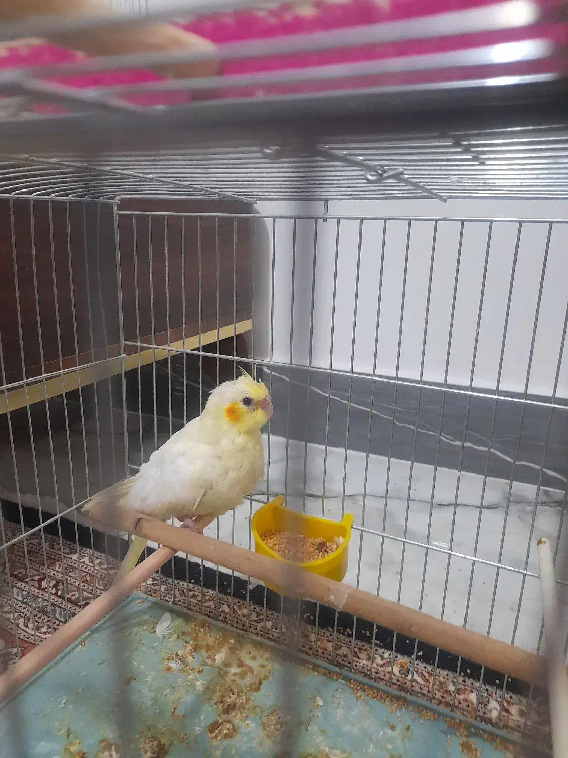 عروس هلندی|پرنده|مشگین شهر, |دیوار