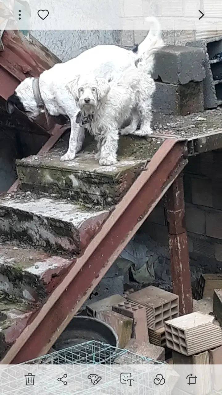 گمشده سگ|سگ|سنگر, |دیوار