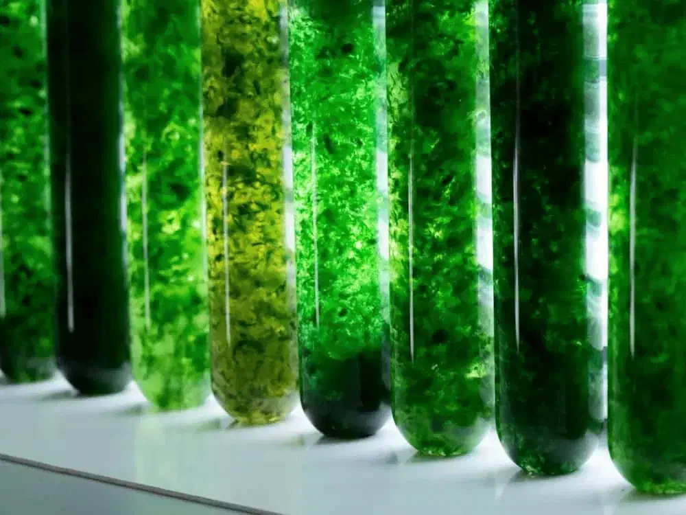 پودر جلبک اسپرولینا سوپرگرید (A)|ماهی|اصفهان, دوطفلان|دیوار