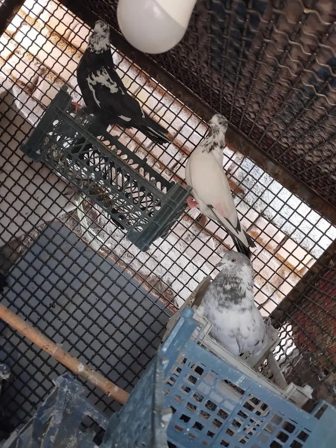 ۱۰عددکبوترتهرانیموقعیتجوین|پرنده|سبزوار, زینبیه|دیوار