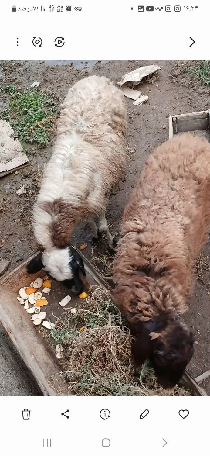 فروش گوسفند نر و ماده|حیوانات مزرعه|گمیشان, |دیوار