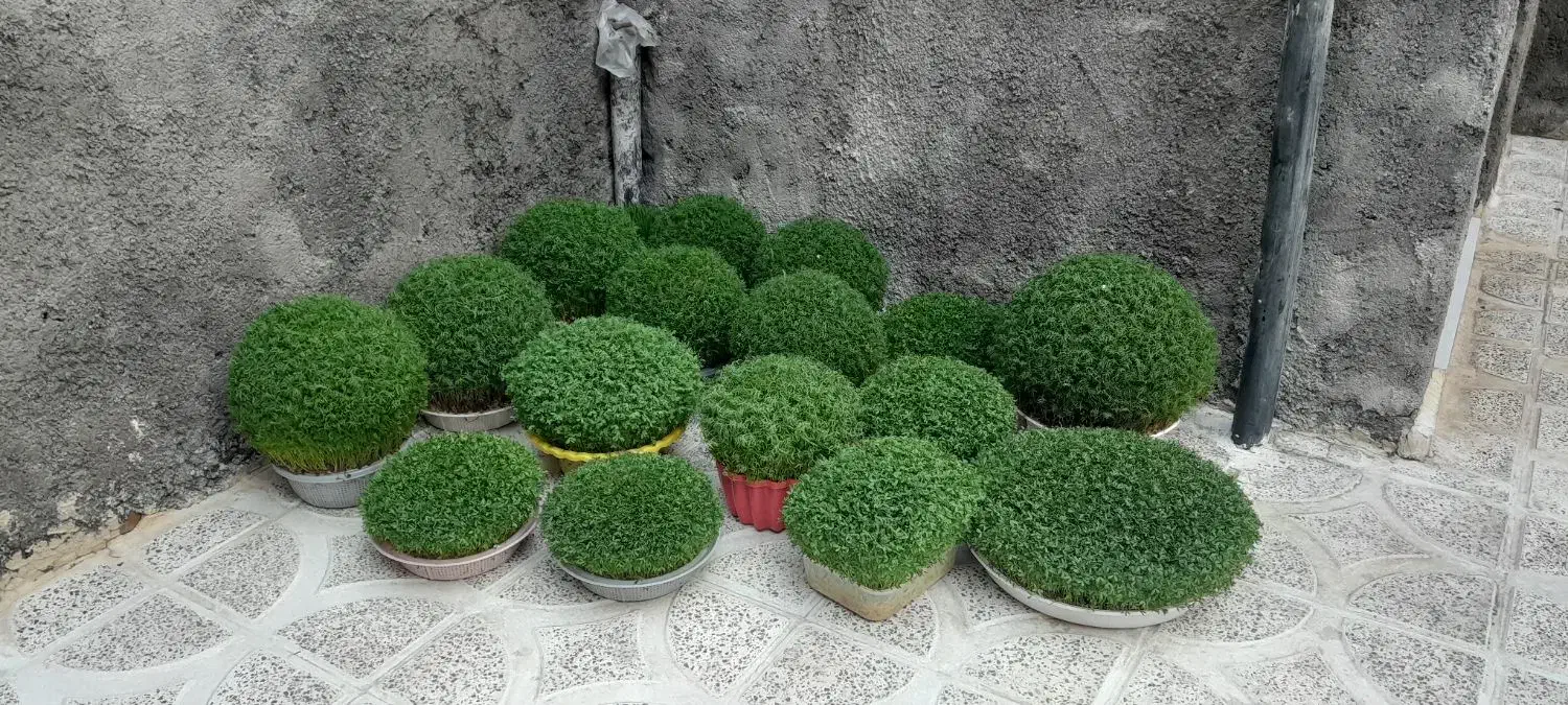 سبزه|خدمات باغبانی و درختکاری|الشتر, |دیوار