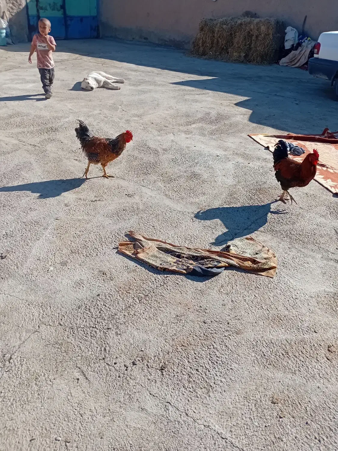 ۲۰ عدد|حیوانات مزرعه|افشار, |دیوار