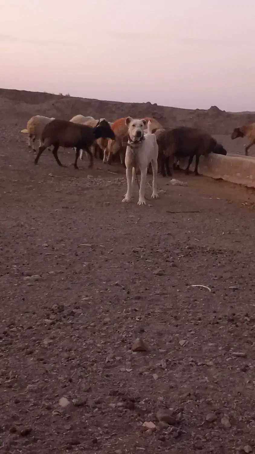 سگ گلگی|سگ|فردوس (خراسان), |دیوار