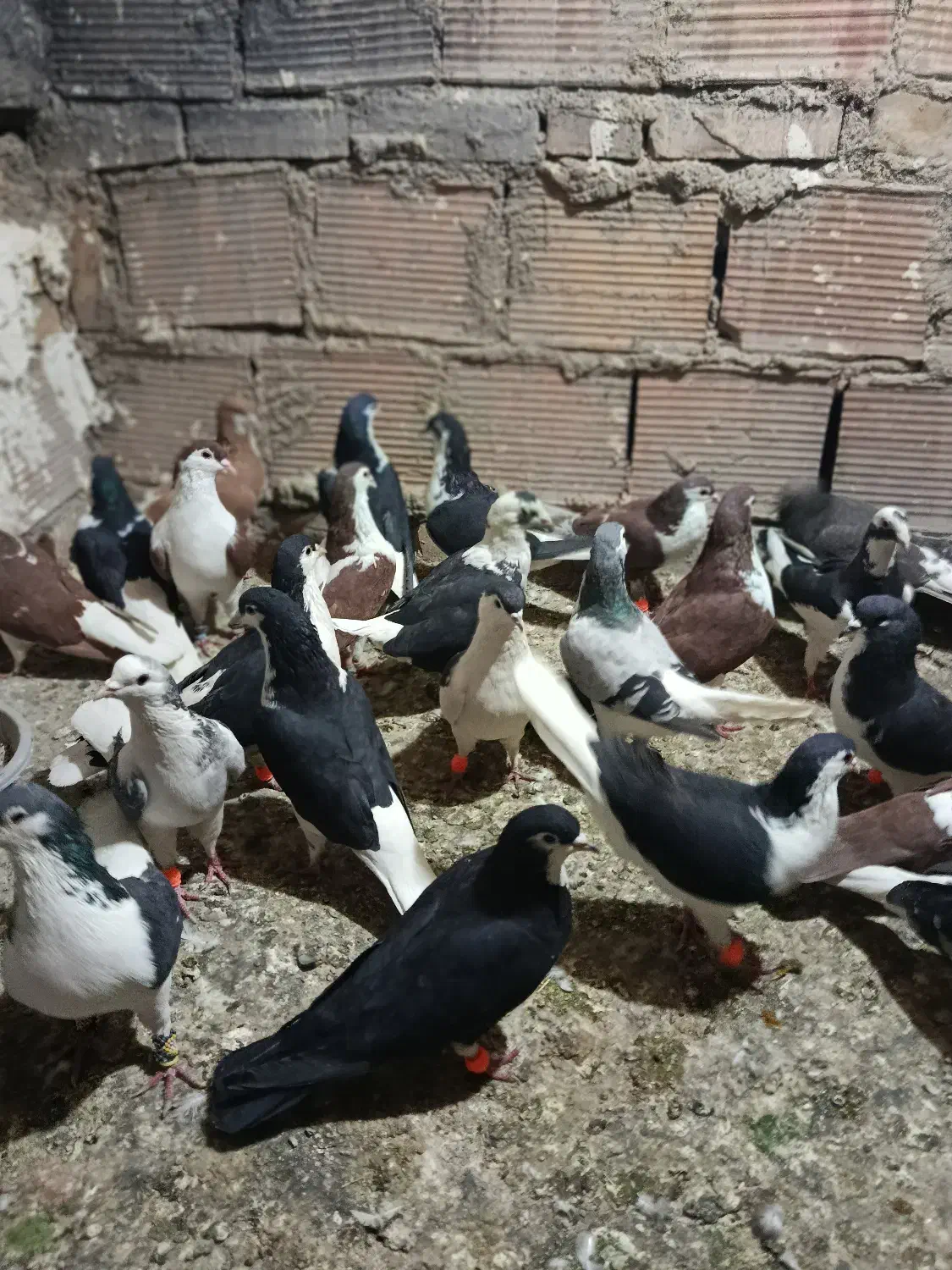 سلام به تمامی عشق بازن|پرنده|آفتاب, |دیوار