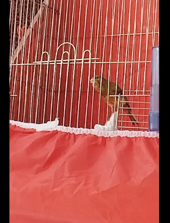 قناری نر شلاقی|پرنده|خمینی‌شهر, |دیوار