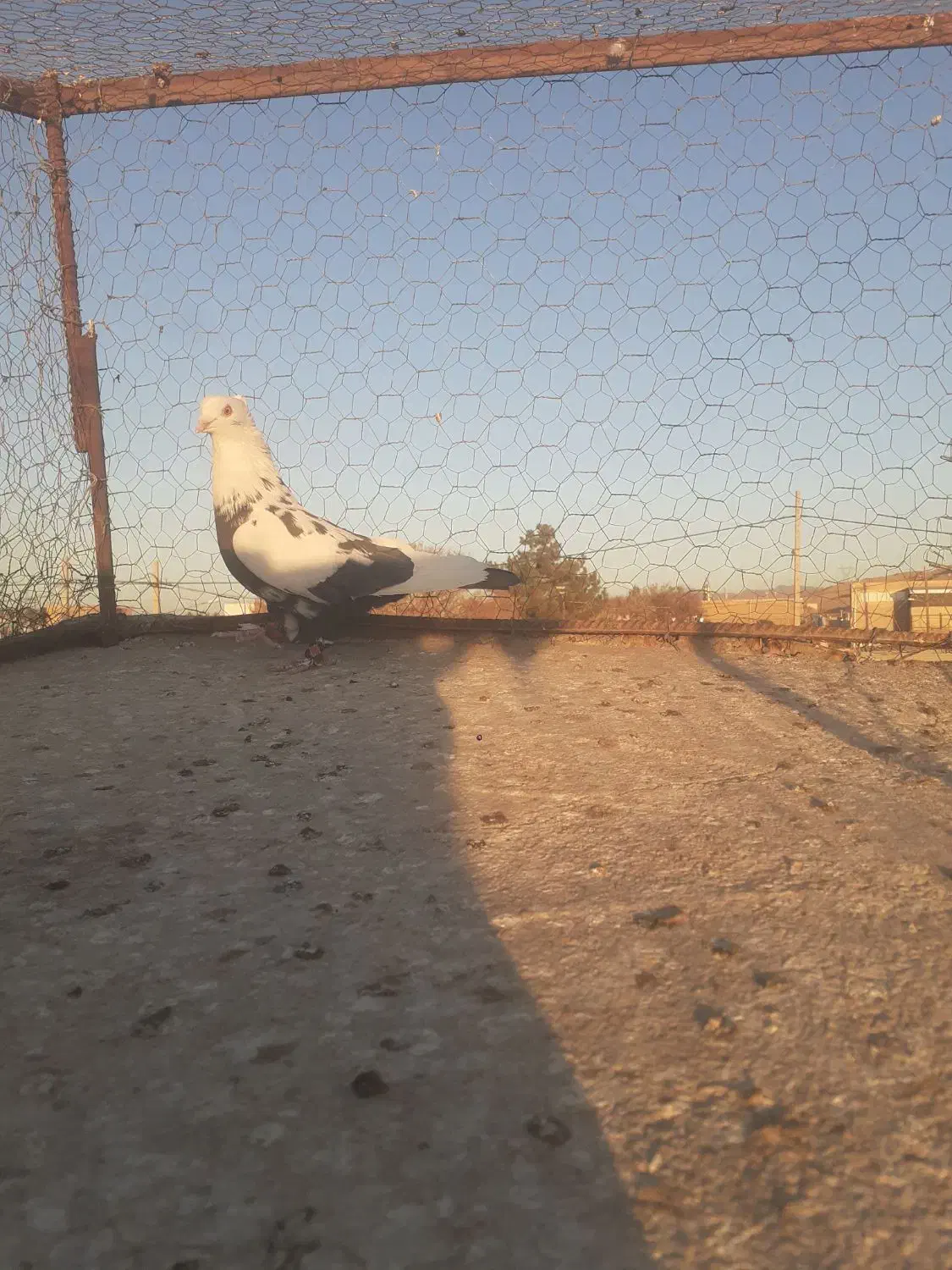 نر چتن سیاه کاکلی|پرنده|تربتحیدریه, پائین ولایت|دیوار