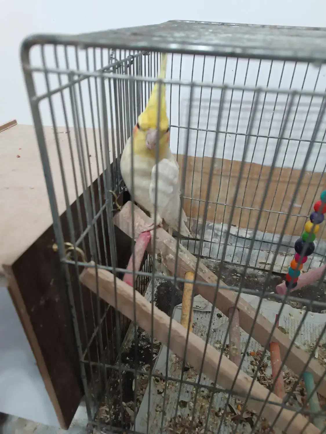 یک جفت عروس هلندی همراه جوجه و تخم|پرنده|نجف‌آباد, دانش|دیوار