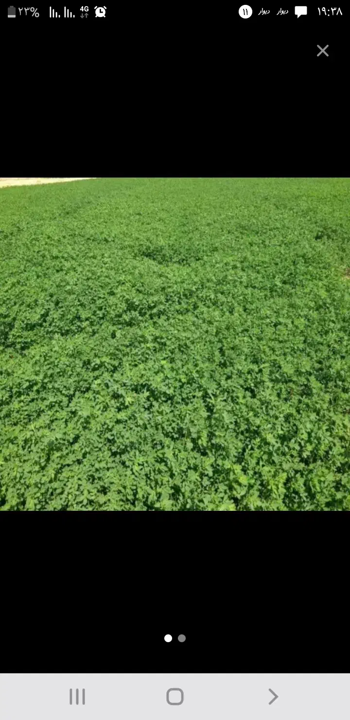 اجاره ۷ هکتار زمین آبی بارانی برقی|اجارهٔ دفتر صنعتی، کشاورزی، تجاری|کلیائی, |دیوار