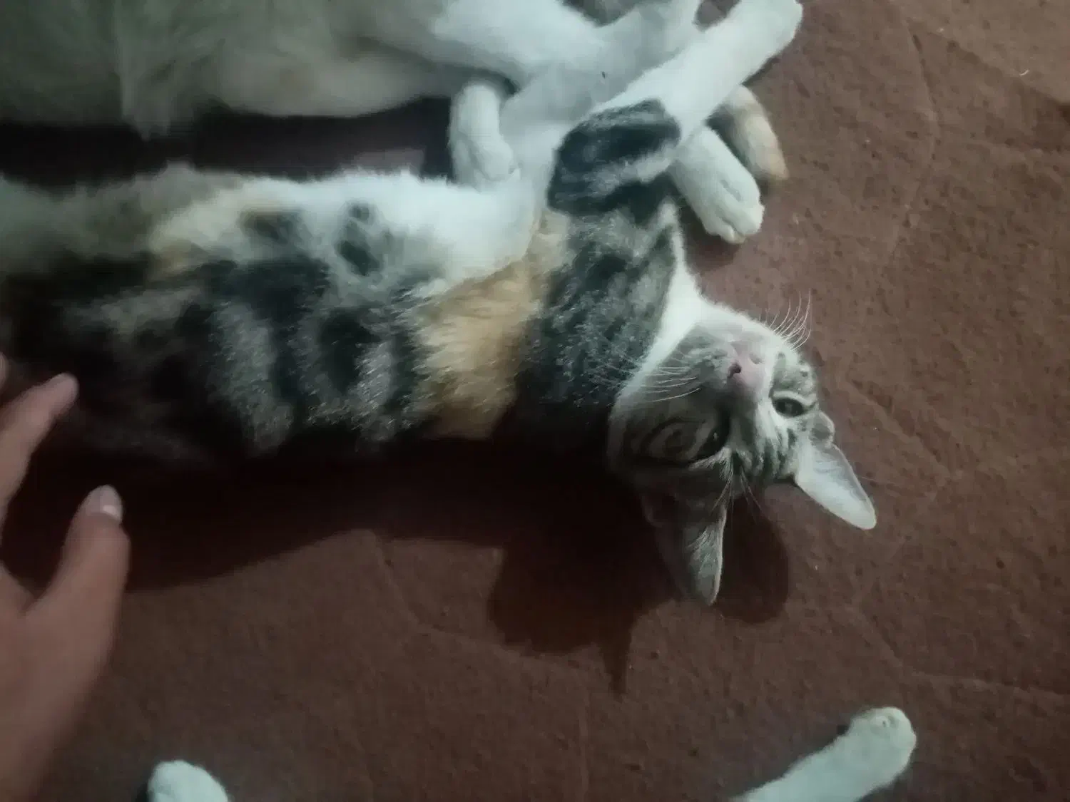 واگذاری رایگان بچه گربه اهلی خانگی گنبد کاووس|گربه|گنبد کاووس, |دیوار