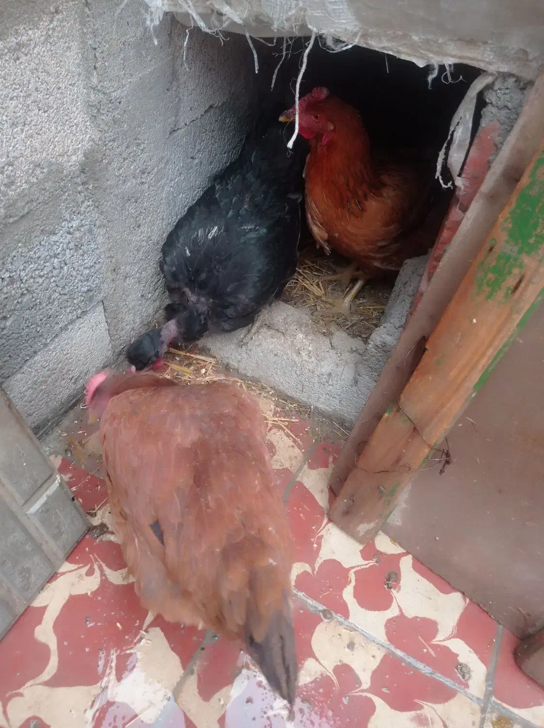 مرغ|حیوانات مزرعه|بناب, |دیوار