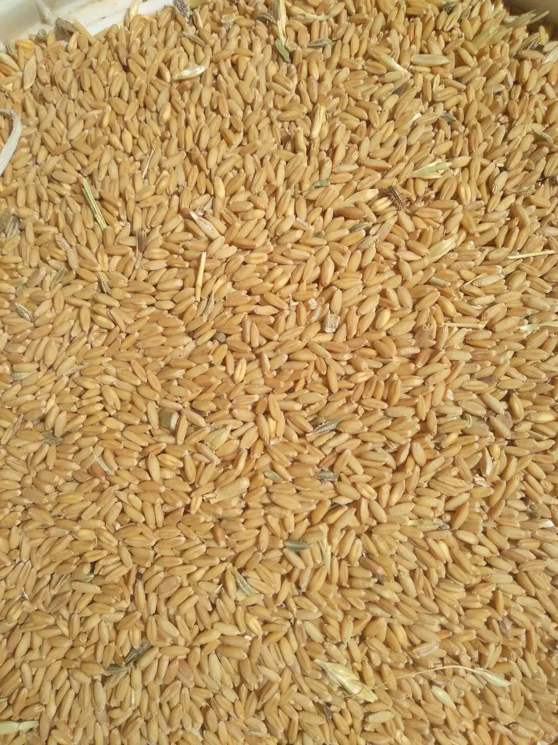 گندم مناسب کاشت|گل و گیاه طبیعی|شاهین دژ, |دیوار