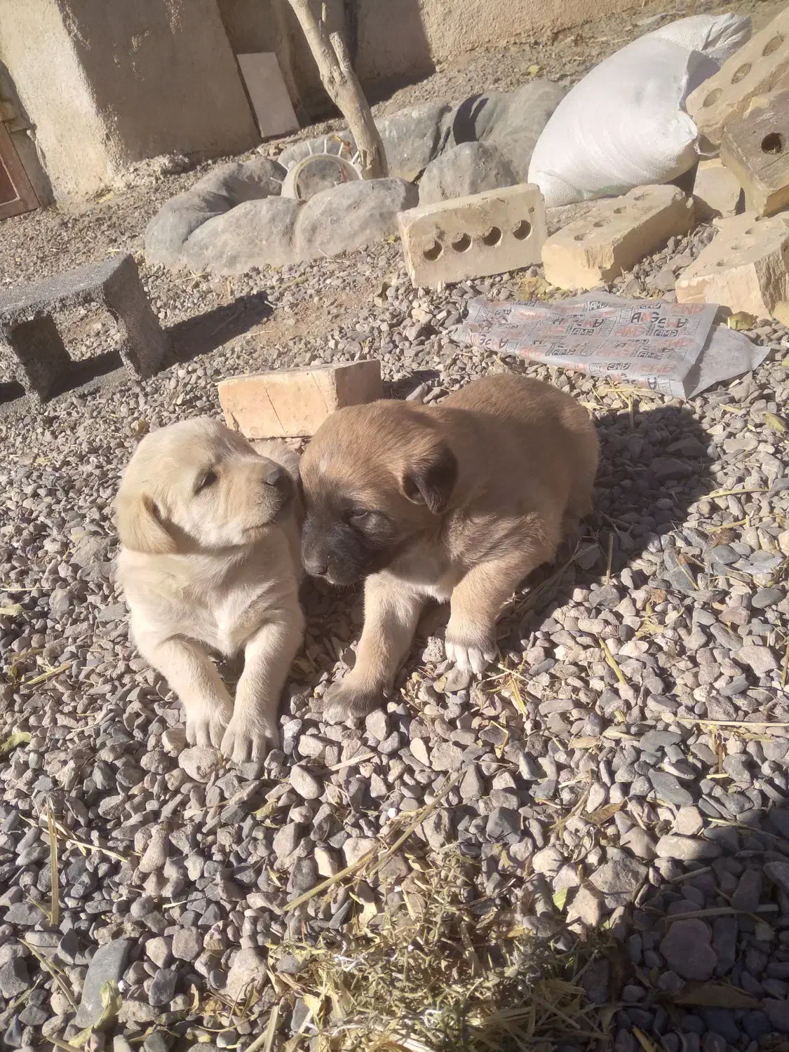 توله سگ از نصل سگ علی پلنگ|سگ|تربت جام, میان جام|دیوار