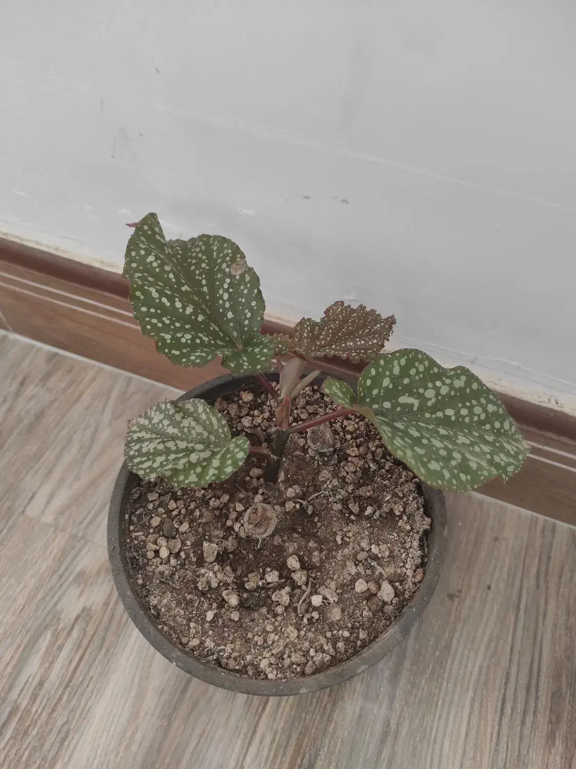 انواع گلها|گل و گیاه طبیعی|زنجان, |دیوار