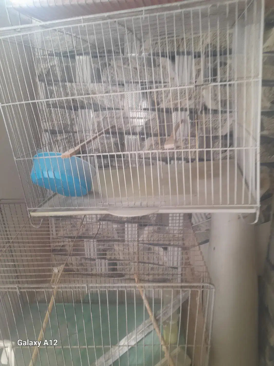 ۳عدد قفس سایز بزرگ به همراه ۱عدد جوجه پران|لوازم جانبی حیوانات|یزد, |دیوار