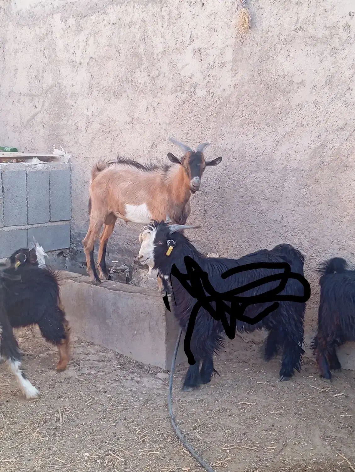 کهره نر (الپاین)|حیوانات مزرعه|ابرکوه, |دیوار