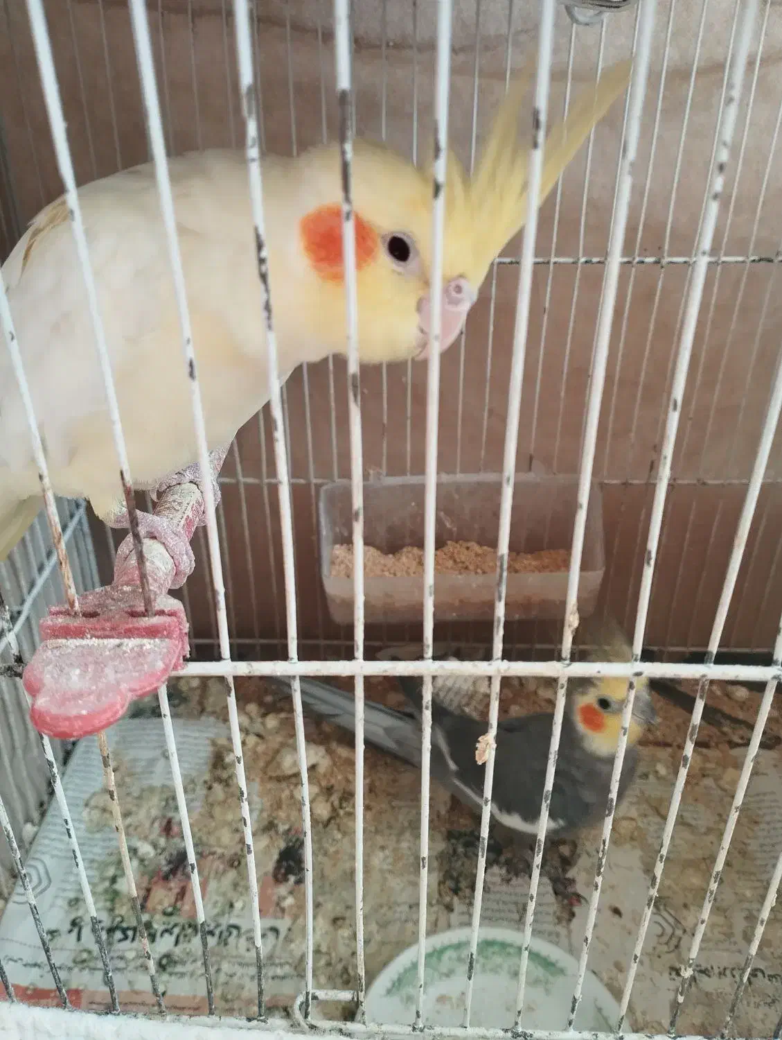 عروس هلندی|پرنده|تربت جام, یحیی آباد|دیوار