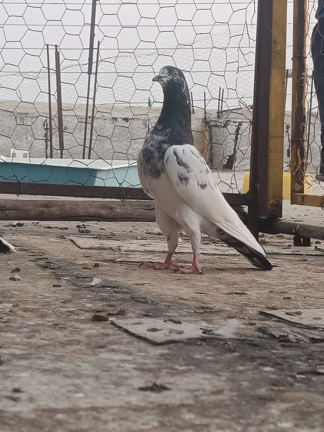 تیدی (پاکستانی)|پرنده|بندر دیر, |دیوار