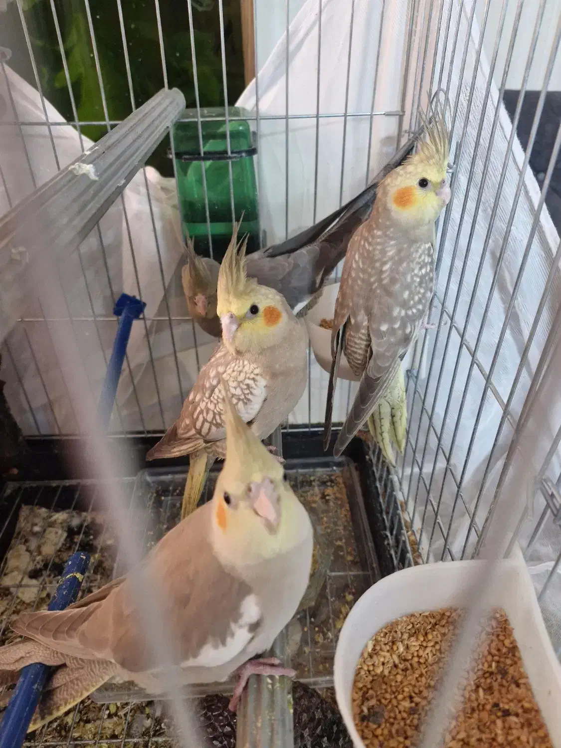 عروس هلندی|پرنده|گلپایگان, |دیوار