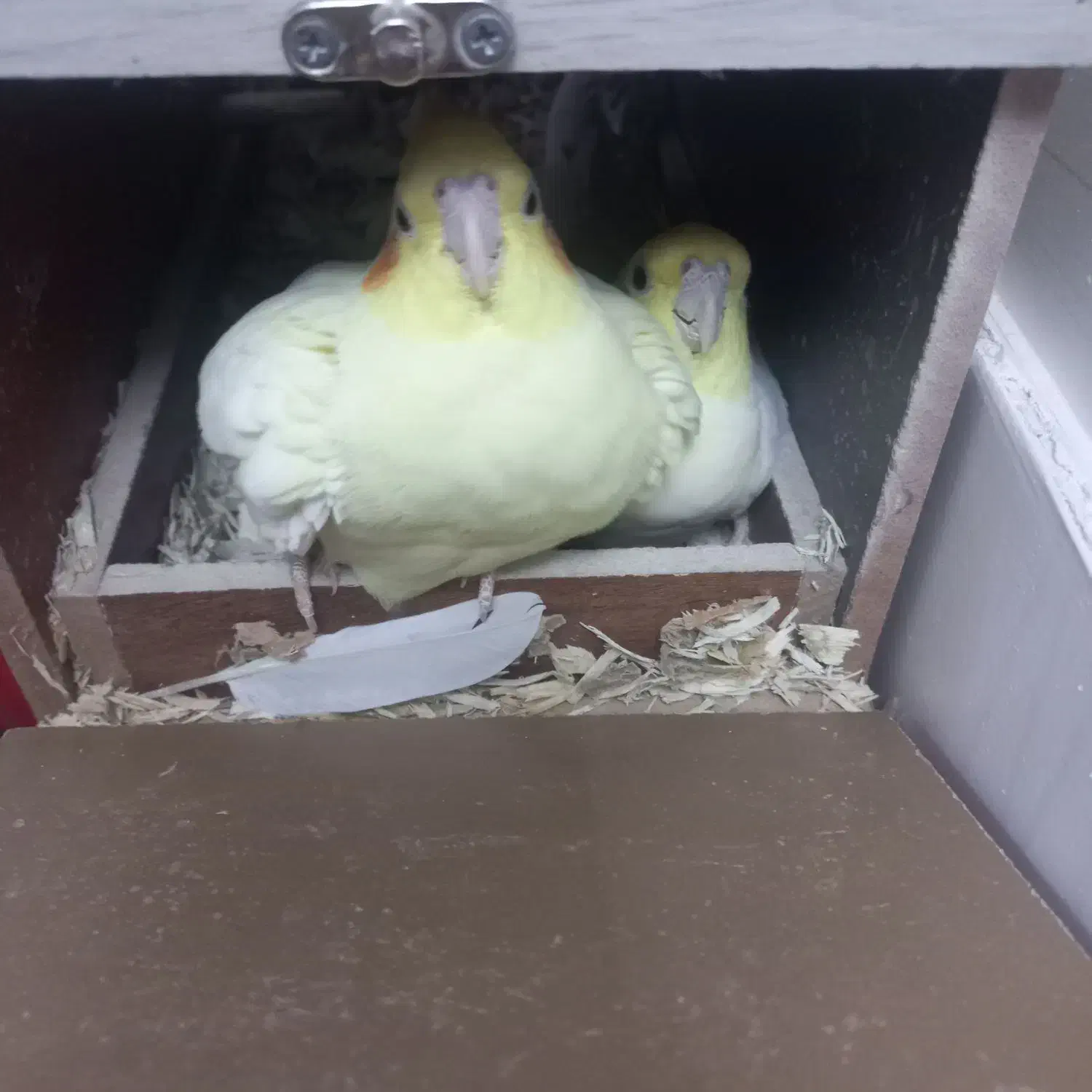 عروس هلندی لوتینو|پرنده|شاهرود, |دیوار