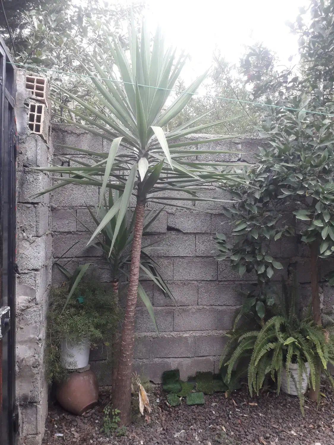 درختچه یوکا|گل و گیاه طبیعی|لاهیجان, لیالستان|دیوار