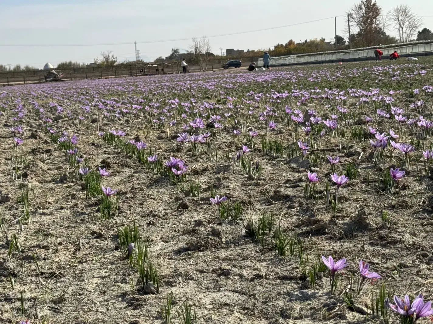 فراوری زعفران|خدمات باغبانی و درختکاری|اصفهان, احمدآباد|دیوار