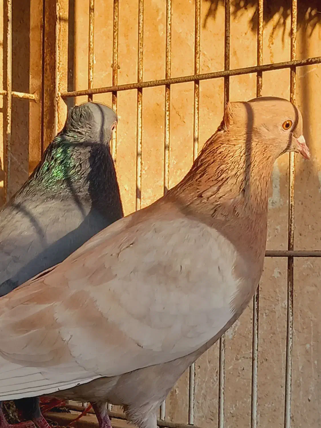 کبوتر پرشی جفت|پرنده|وحیدیه, |دیوار