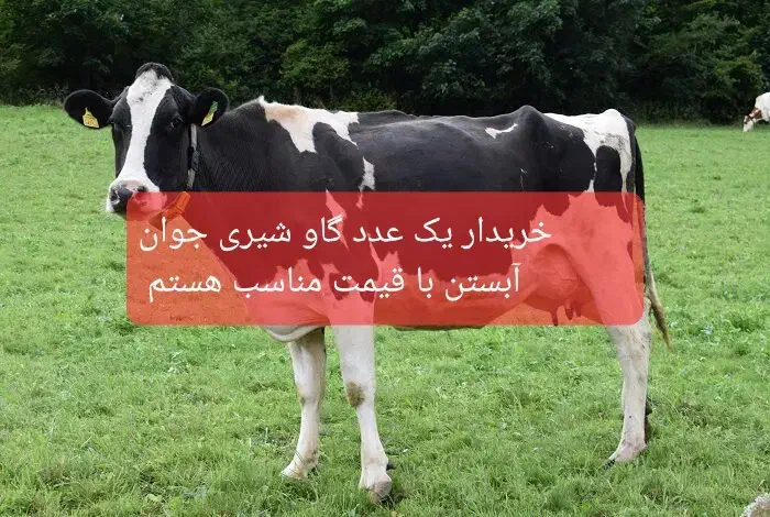 گاو جوان|حیوانات مزرعه|نورآباد, |دیوار