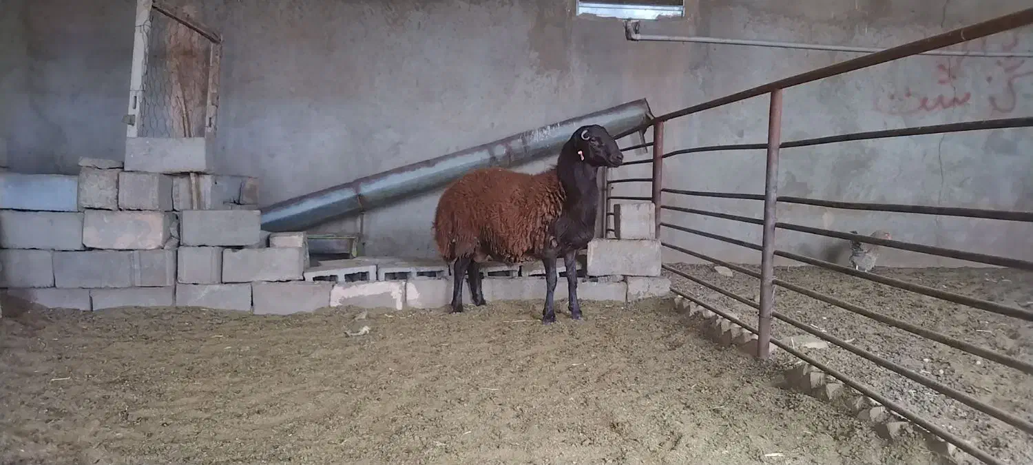 بره قوچ همو|حیوانات مزرعه|سبزوار, رباط|دیوار