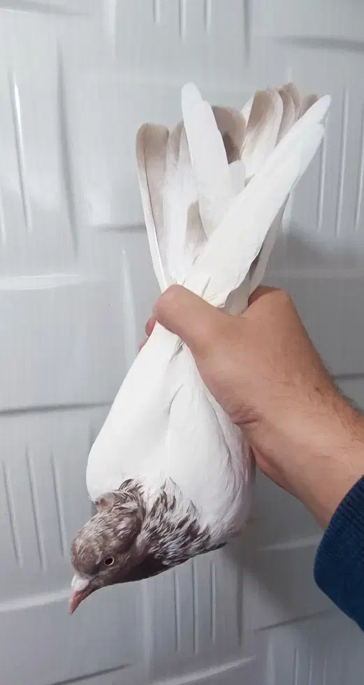 کبوتر|پرنده|سنندج, |دیوار