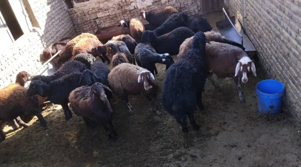 میش درجه یک|حیوانات مزرعه|نوشین شهر, |دیوار