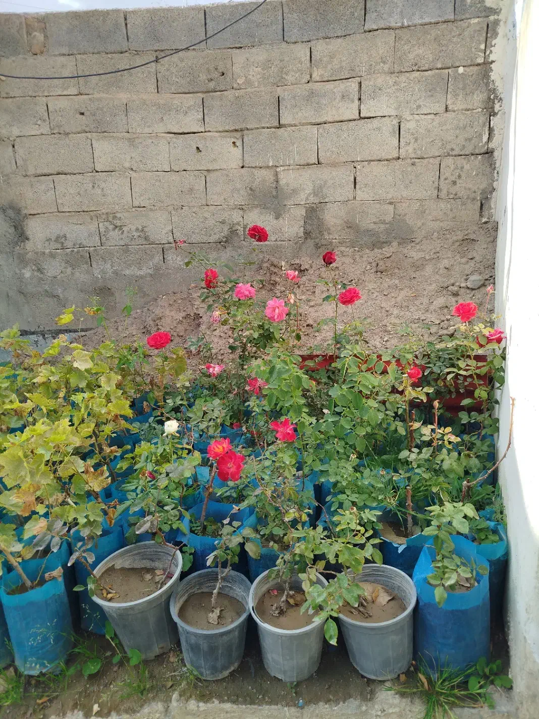 گل های محمدی|گل و گیاه طبیعی|مشگین شهر, |دیوار