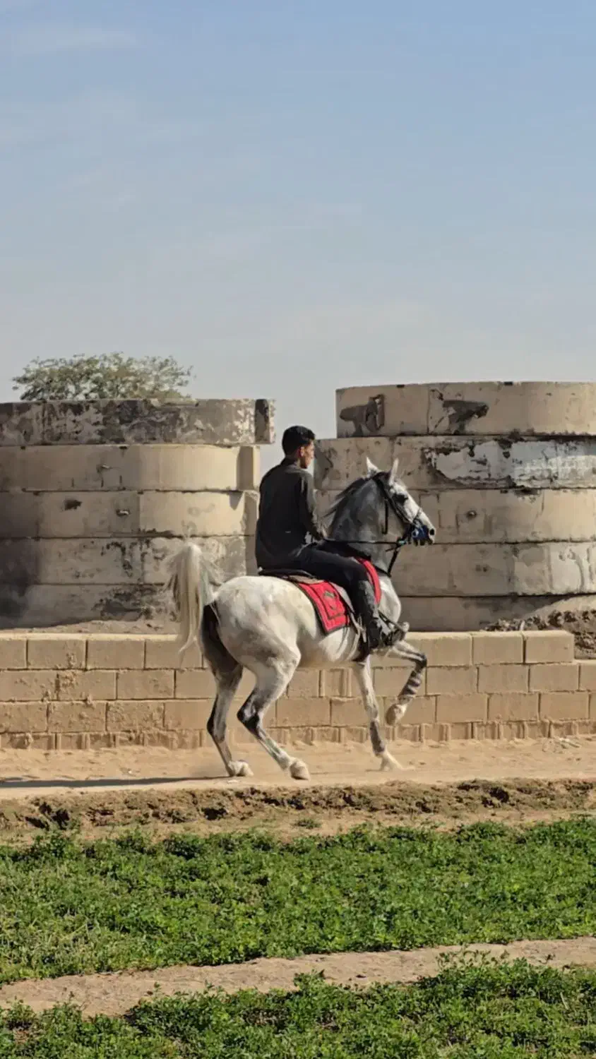 فروش مادیان کُرد بی نهایت دمگیر|اسب و تجهیزات اسب‌سواری|تهران, اکباتان|دیوار