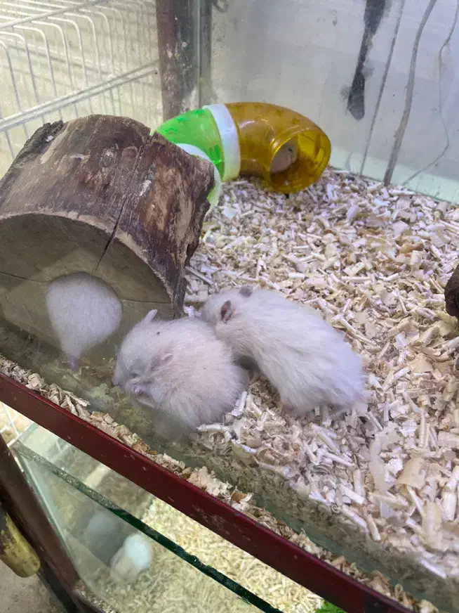 همستر سوری و کمپل|موش و خرگوش|قزوین, |دیوار