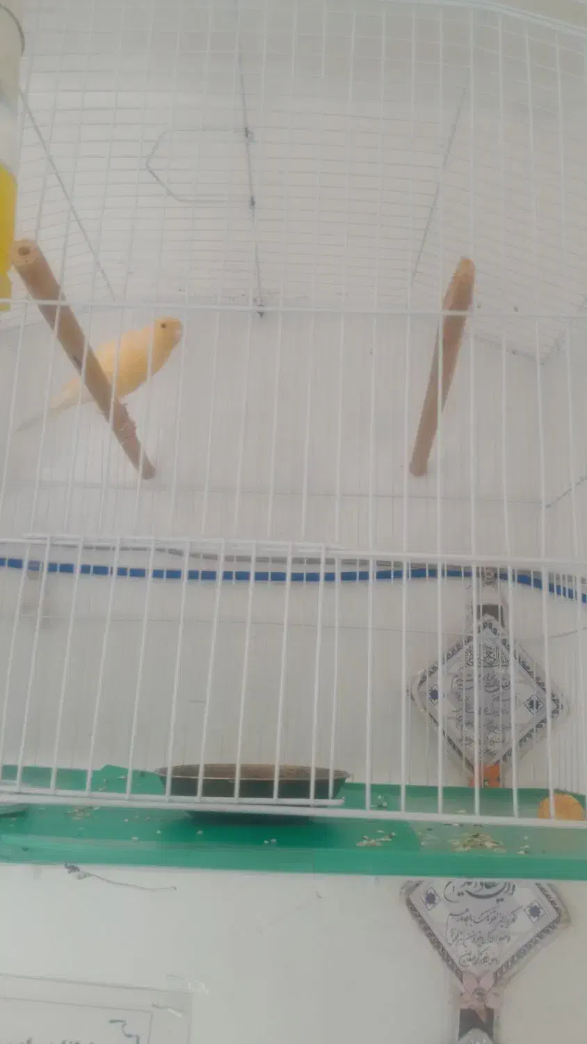 فروش قناری|پرنده|شیراز, شهرک والفجر|دیوار