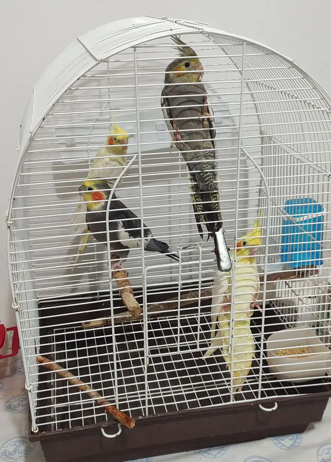 چهار تا عروس هلندی|پرنده|رشت, بازار|دیوار