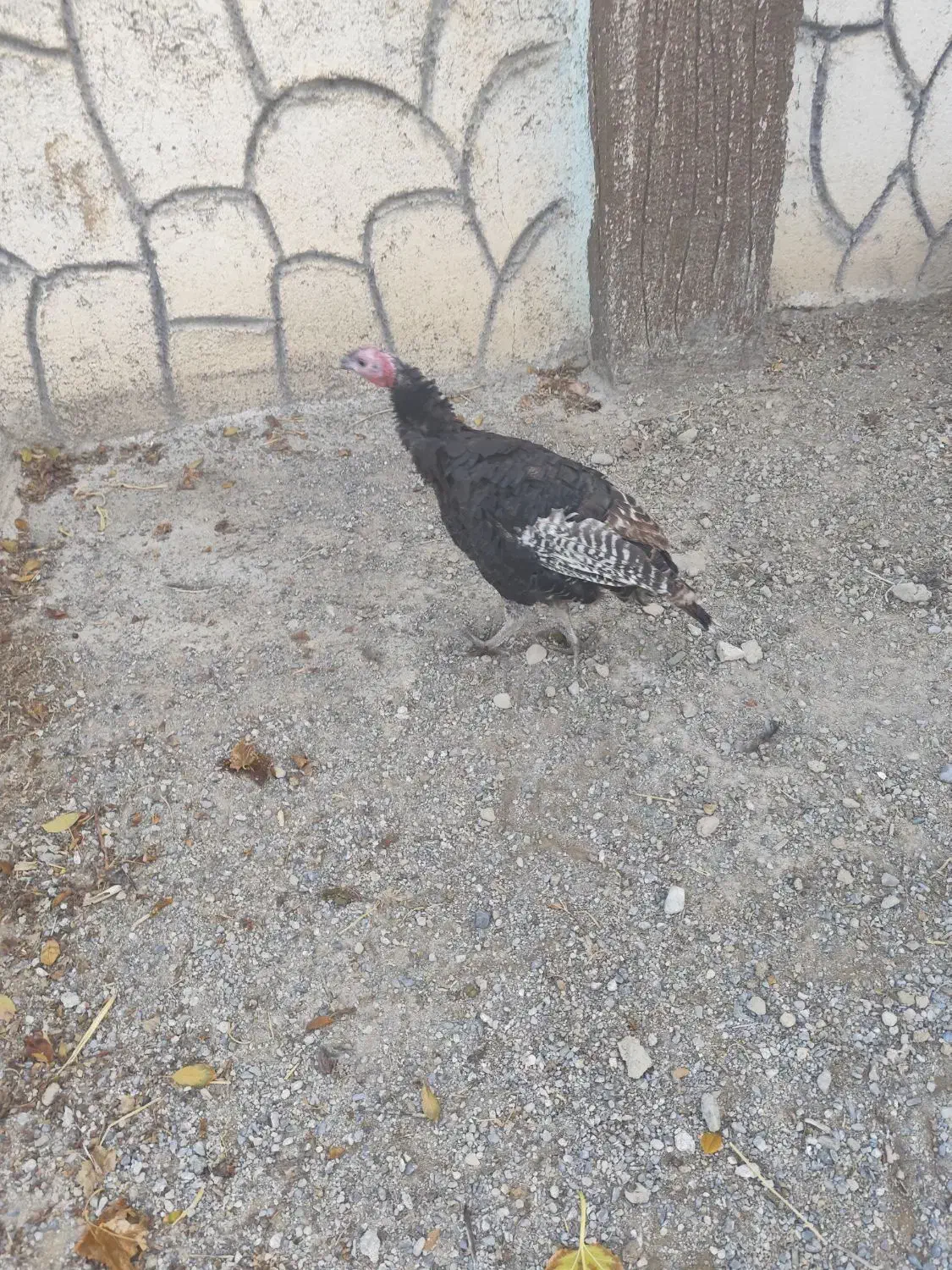 بوقلمون  ماده  روستایی|حیوانات مزرعه|صوفیان, |دیوار