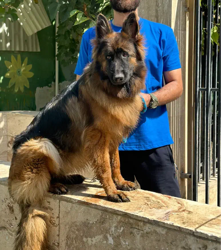 سگ ژرمن شپرد شولاین و ورکلاین|سگ|تهران, الهیه|دیوار