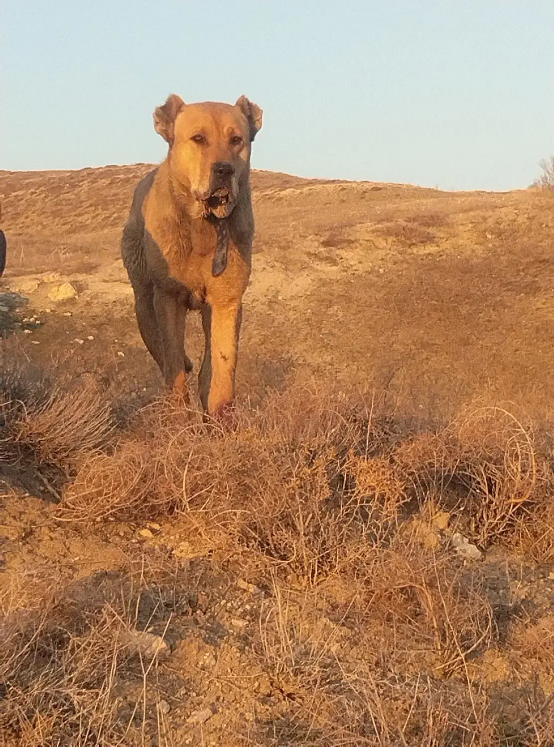 سگ سرابی ماده|سگ|اردبیل, |دیوار