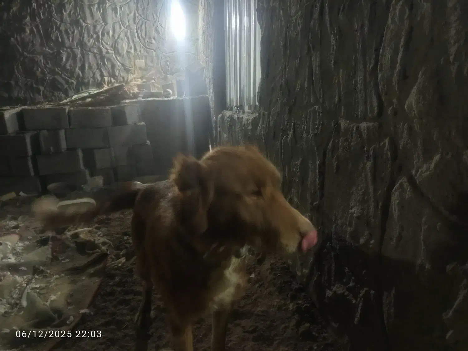 سگ برای نگهبانی|سگ|رفسنجان, |دیوار