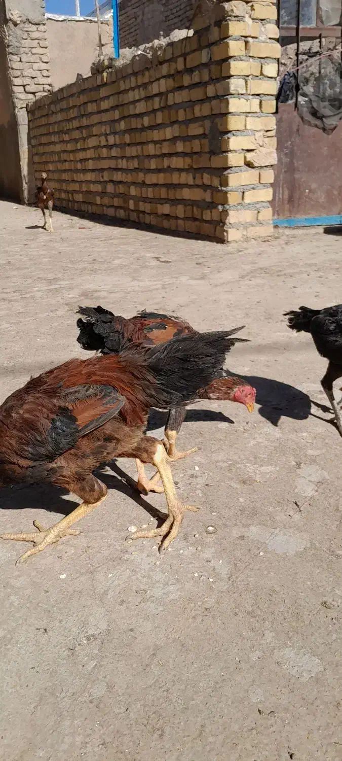 ۵ تا جوجه لاری ۴ ماهه|حیوانات مزرعه|تربتحیدریه, مورشک|دیوار