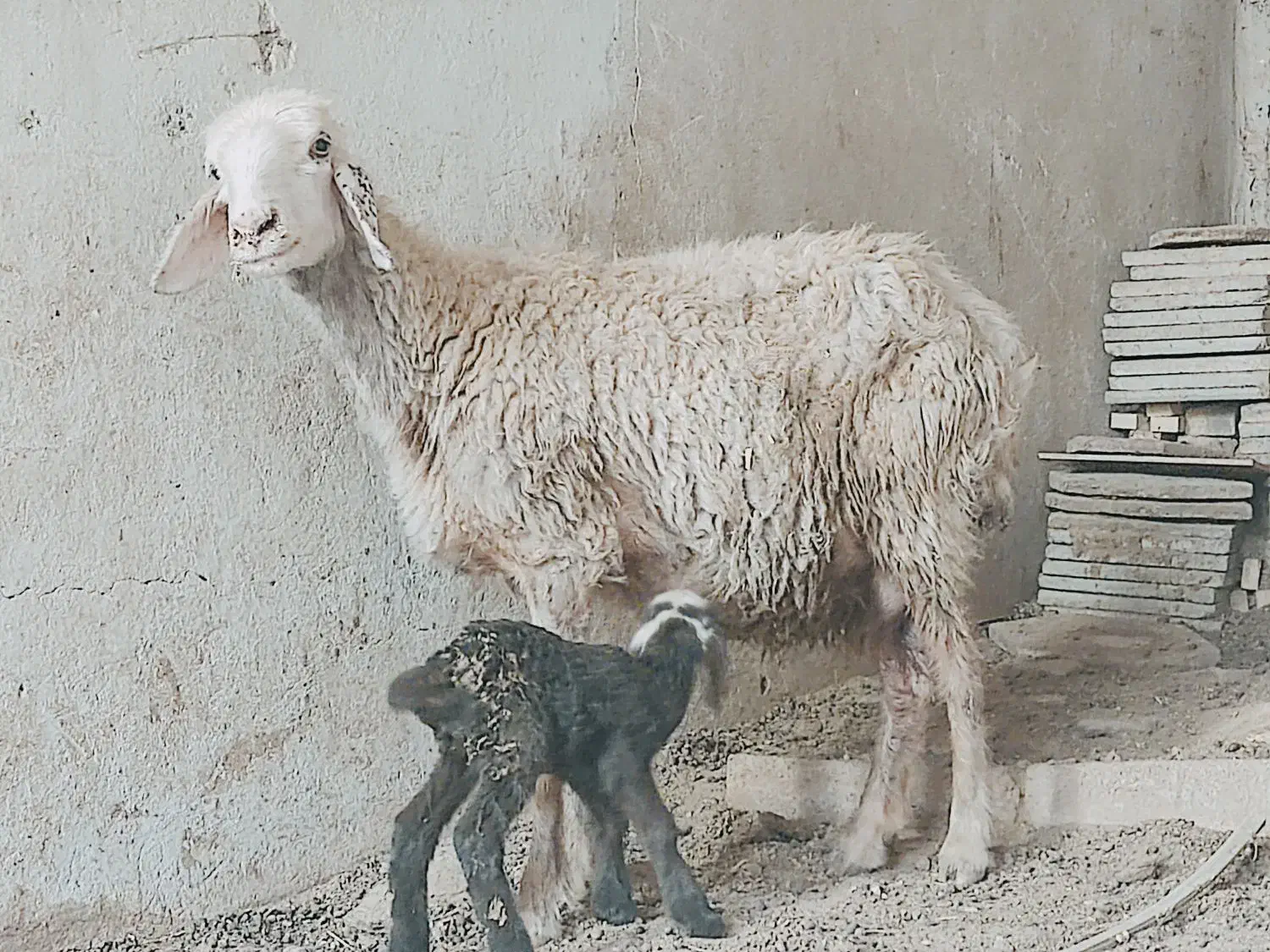 میش،ترکی با بره ماده جوان هیکلی شکم دوم|حیوانات مزرعه|وحدتیه, |دیوار