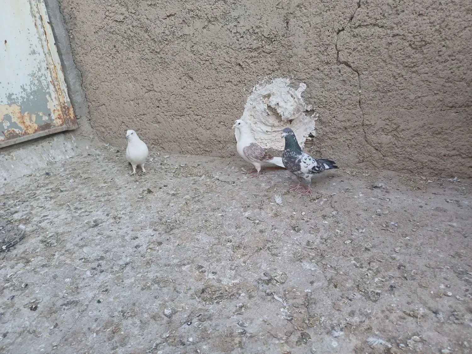 پنج عدد کبوتر پرشی|پرنده|نورآباد, |دیوار