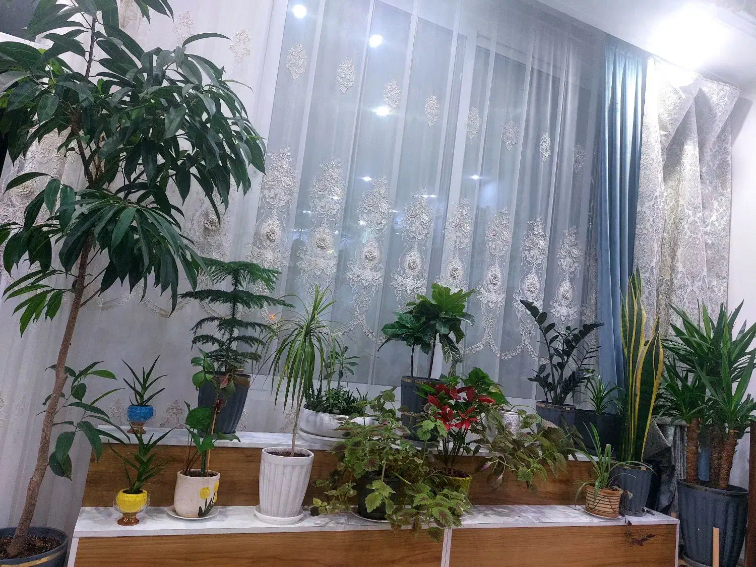 استند گل|گل و گیاه طبیعی|یزد, |دیوار