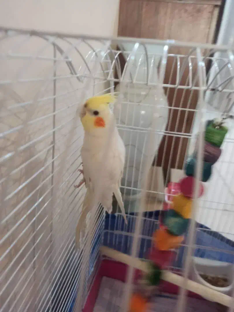 پرنده عروس هلندی|پرنده|اهواز, زیتون کارمندی|دیوار