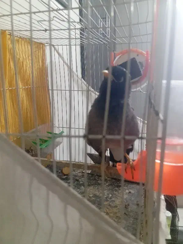 مینا|پرنده|مشهد, توس فردوسی|دیوار