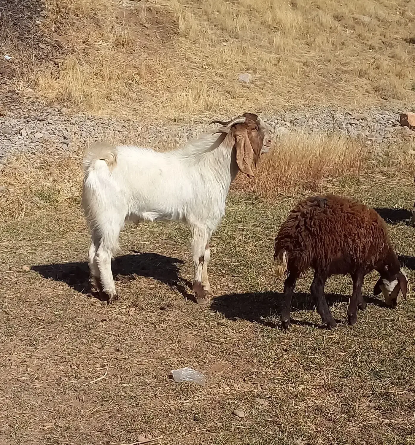 نر بز نژدی|حیوانات مزرعه|بروجرد, |دیوار