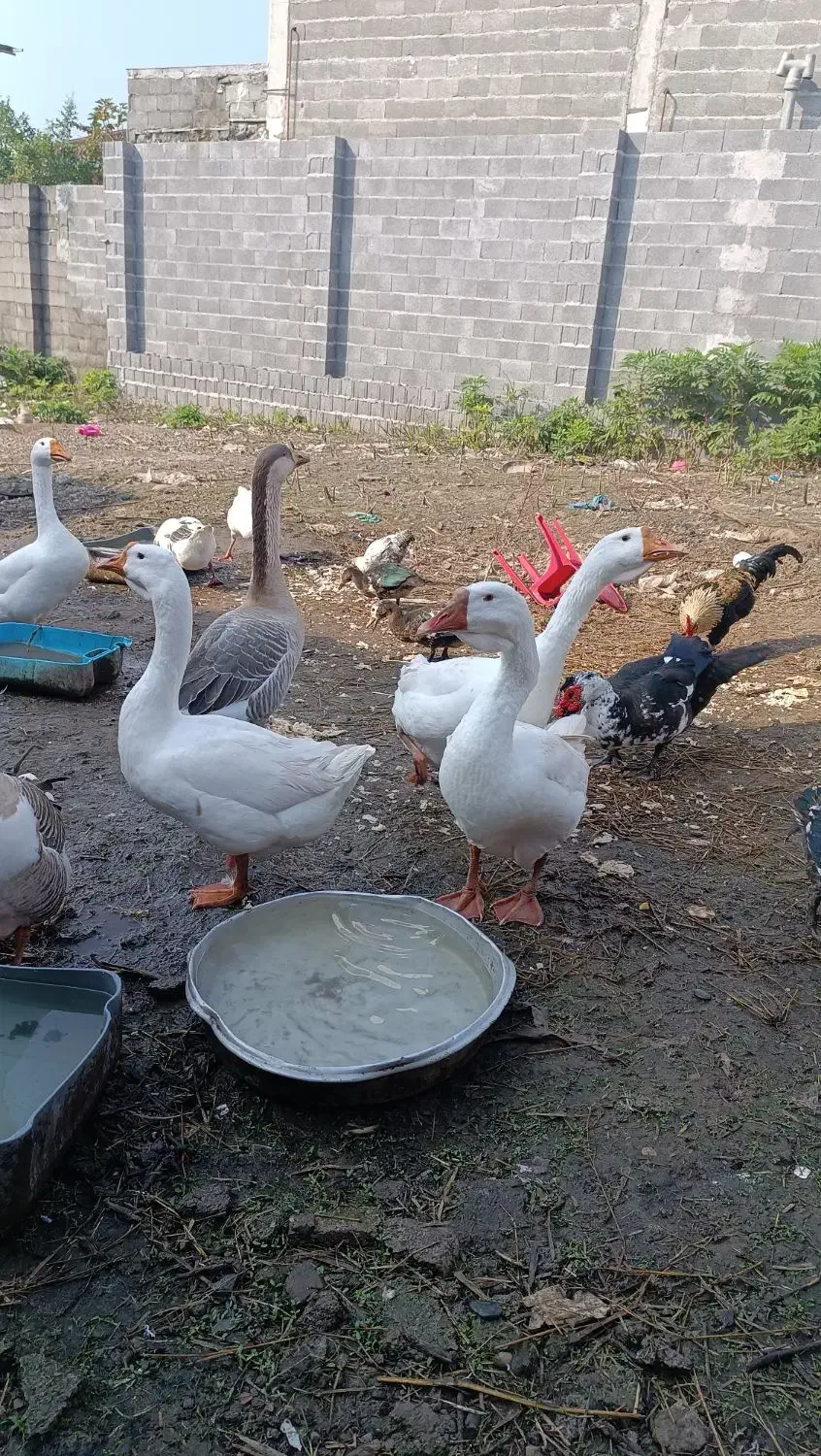 قو غاز نر لیندا|حیوانات مزرعه|خمام, |دیوار